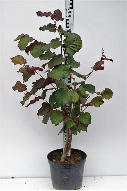 Ліщина велика Пурпуреа 60-80 см в горщику 5 л