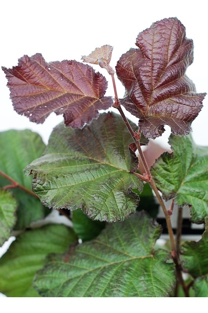 Ліщина Purpurea