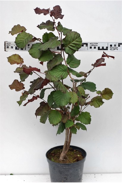 Ліщина велика Пурпуреа саджанець діметр крони 40-50 см