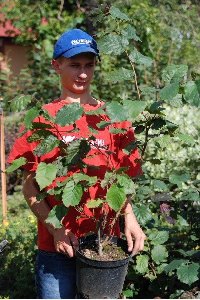 Ліщина велика Пурпуреа контейнер 5 л