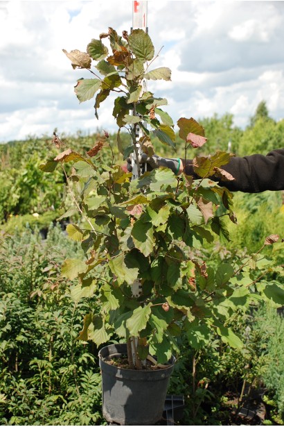 Ліщина Пурпуреа саджанець 80-100 см