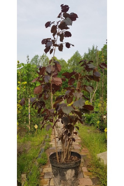 Ліщина велика Пурпуреа саджанець в горщику