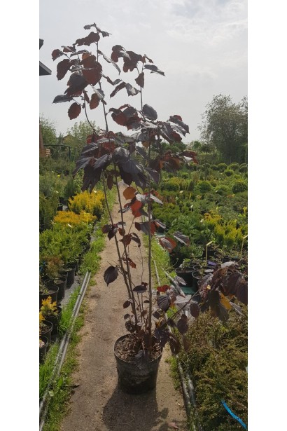 Ломбардський горіх Пурпуреа