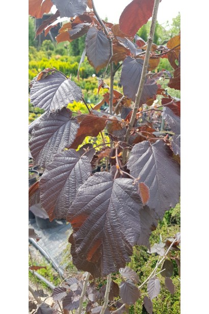 Corylus maxima Purpurea