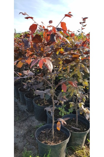 Бук Атропуніцеа Пурпуреа контейнер 7,5 л