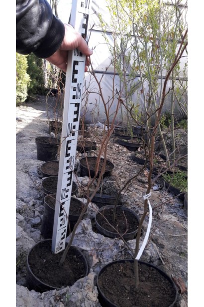 Саджанці Бука Атропуніцеа Пурпуреа в садовому центрі