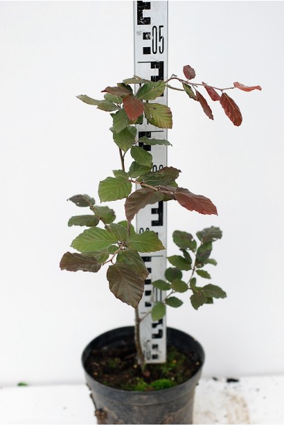 Бук Атропуніцеа Пурпуреа саджанець 40-50 см