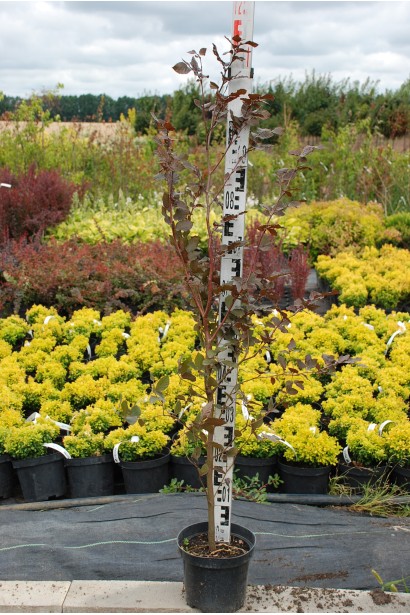 Бук Атропуніцеа Пурпуреа С7,5л, висота 80-100 см