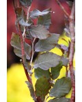 Бук лісовий Атропуніцеа Пурпуреа | Бук лесной Атропуницеа Пурпуреа | Fagus sylvatica Atropunicea Purpurea