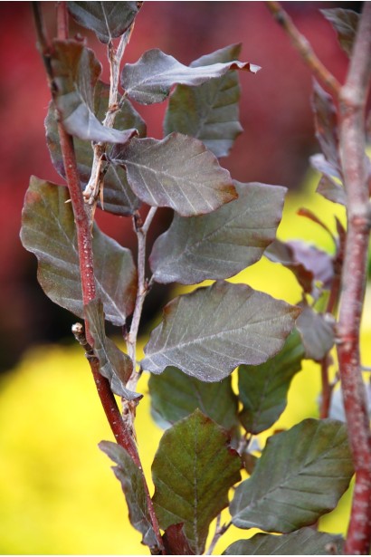 Fagus sylvatica Atropunicea Purpurea