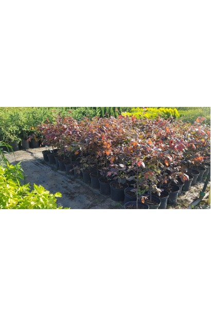 Бук лісовий Атропуніцеа Пурпуреа  саджанці в розсаднику