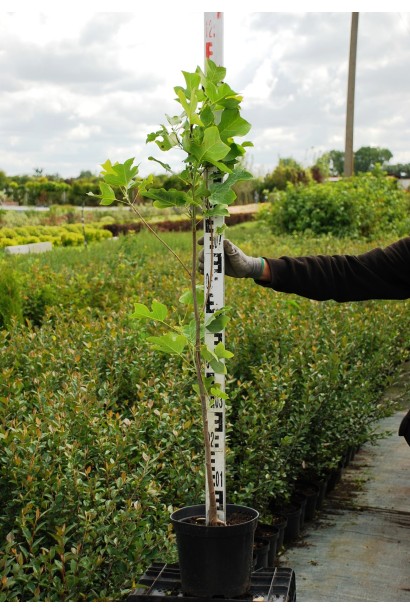 Тюльпановое дерево | Лириодендрон