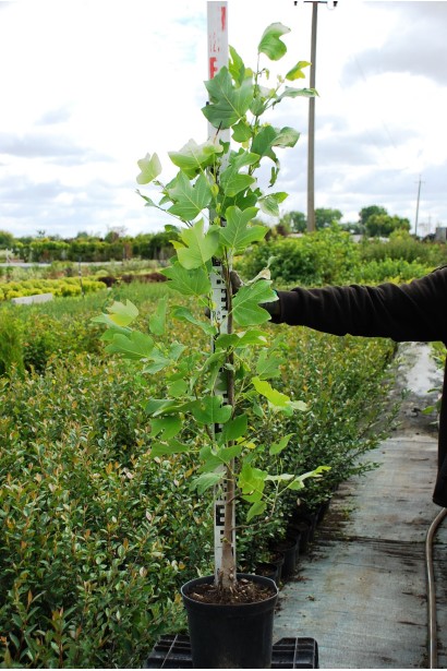 Тюльпанове дерево | Ліріодендрон