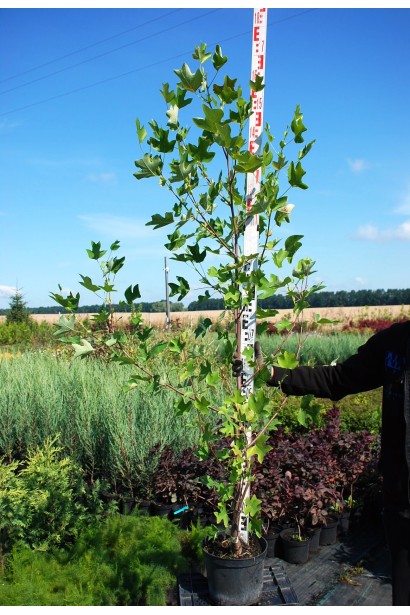 Тюльпанове дерево | Ліріодендрон - 5-7,5/вис.120-140см/Ø40-50см