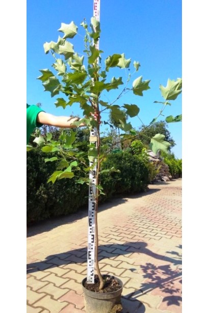 Величне тюльпанове дерево з яскравими квітами.