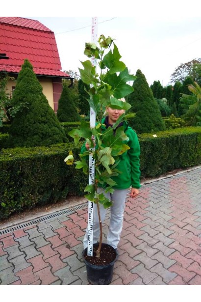Тюльпанове дерево в садовому центрі