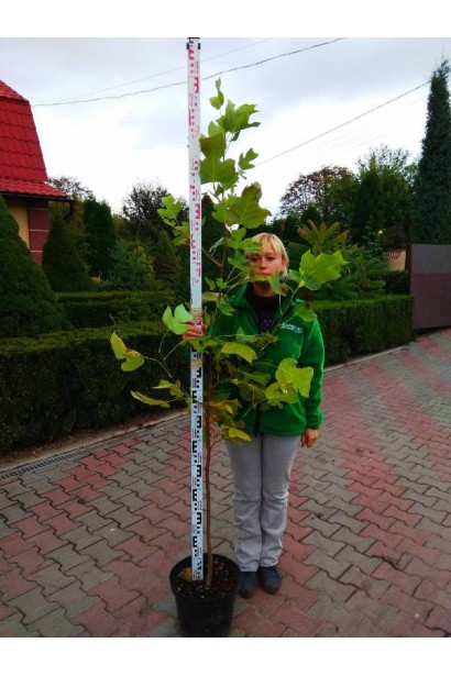 Тюльпанове дерево в контейнері