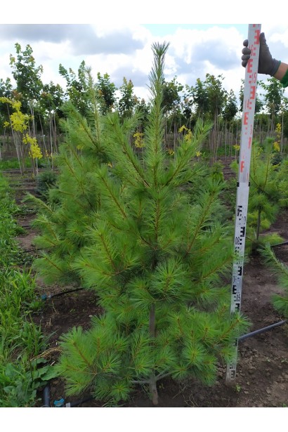 Сосна Веймутова – быстрорастущее хвойное дерево с широкой кроной.