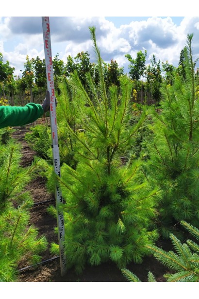 Pinus strobus – величественная вечнозеленая сосна с мягкой хвоей.