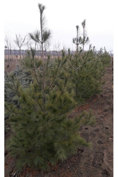 Сосна Веймутова – хвойник с пышной кроной для озеленения больших площадей.