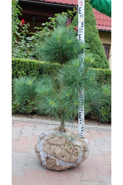 Сосна Веймутова | Pinus strobus | Сосна Веймутова