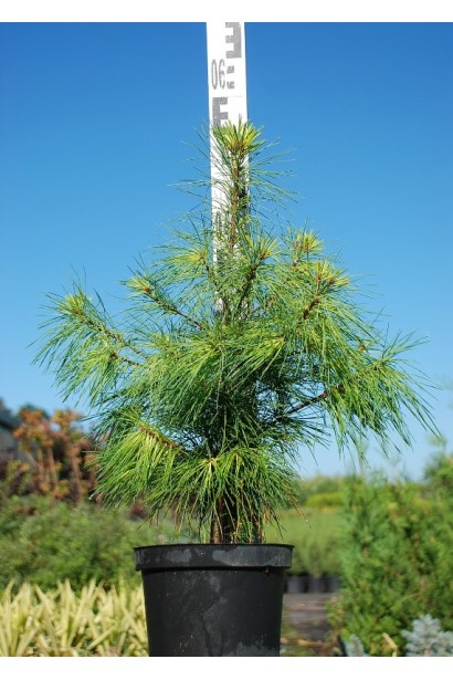 Сосна Веймутова | Pinus strobus | Сосна Веймутова