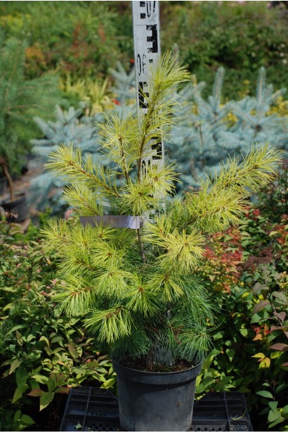 Сосна Веймутова | Pinus strobus | Сосна Веймутова