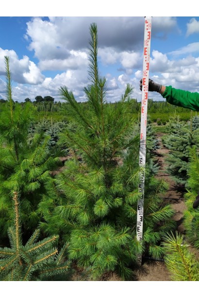 Сосна Веймутова – элегантное растение для парков и придомовых территорий.