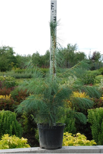 Сосна Веймутова | Pinus strobus | Сосна Веймутова