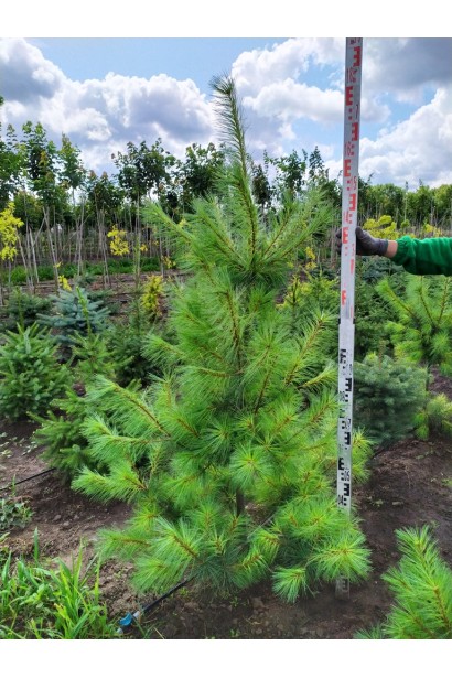 Сосна Веймутова | Pinus strobus | Сосна Веймутова