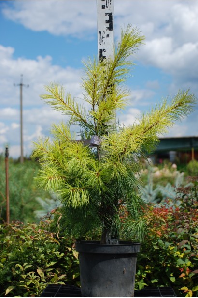 Сосна Веймутова | Pinus strobus | Сосна Веймутова