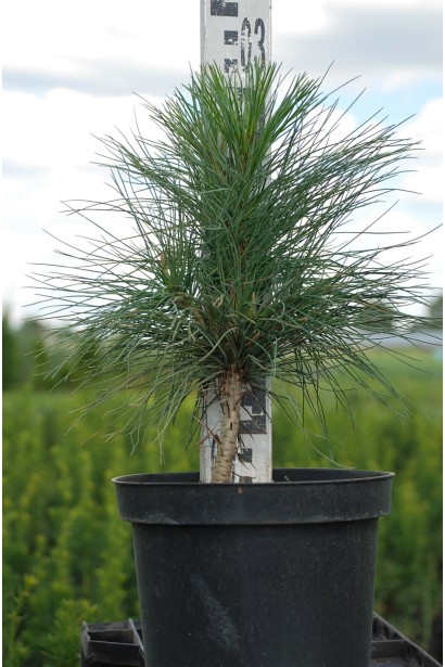 Сосна гімілайська / Гріффіта - 3л/вис.30-35см/Ø20-25см