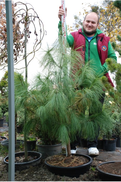Сосна Гріффіта – хвойник із пухнастою довгою хвоєю, що звисає каскадом.