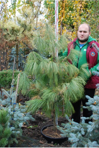 Саджанець сосни гріффіта в садовому центрі