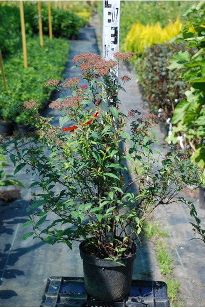 Спірея японська Ентоні Ватерер