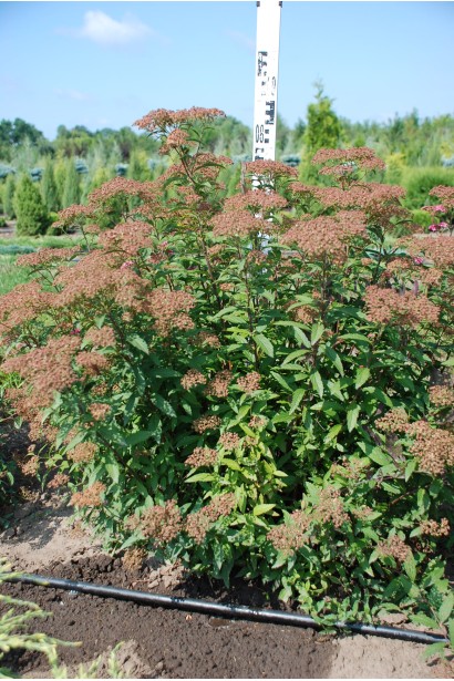 Декоративна спірея Ентоні Ватерер для ландшафту.