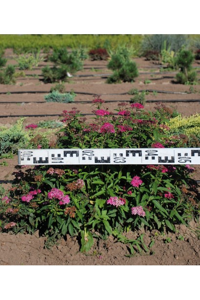 Низькоросла спірея Ентоні Ватерер для бордюрів.