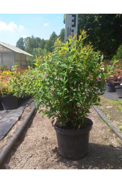 Spiraea japonica / bumalda Anthony Waterer