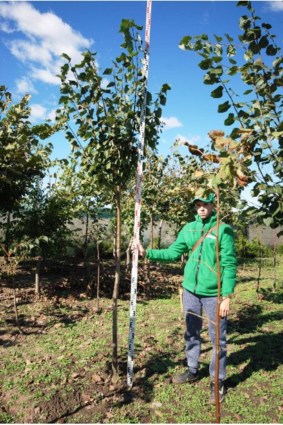 Липа дрібнолиста висота 280-320 см