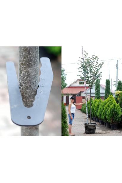 Липа дрібнолиста обхват стовбура 10-12 см