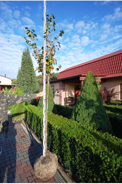 Липа дрібнолиста ком/вис.250-280 см