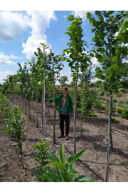 Липа дрібнолиста в розсаднику на полі