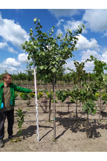 Липа серцелиста на штамбі