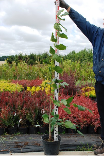 Липа широколиста в горщику 7 л 150-170 см