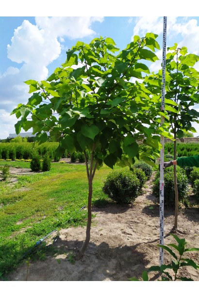 Липа широколиста 260-300 см