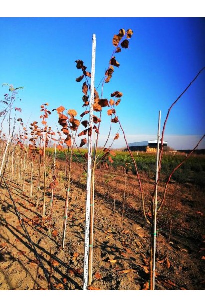 Липа широколиста саджанець в полі восени