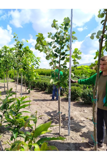Tilia platyphyllos саджанці в розсаднику