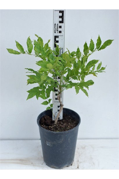 Вістерія / Гліцинія китайська Р9 30-40 см