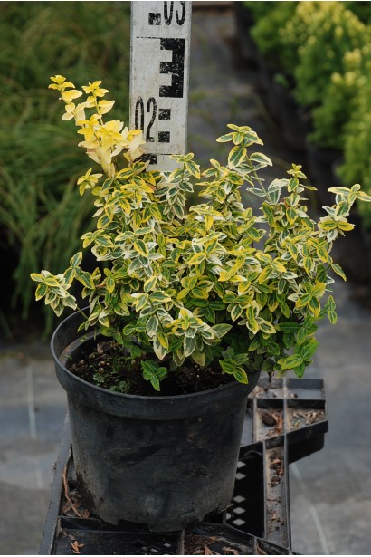 Бруслина Емеральд енд Голд в контейнері 3 л