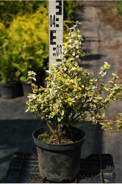 Бруслина Емеральд енд Голд висота 30-40 см